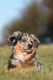 BERGER AUSTRALIEN PUPPIES 772